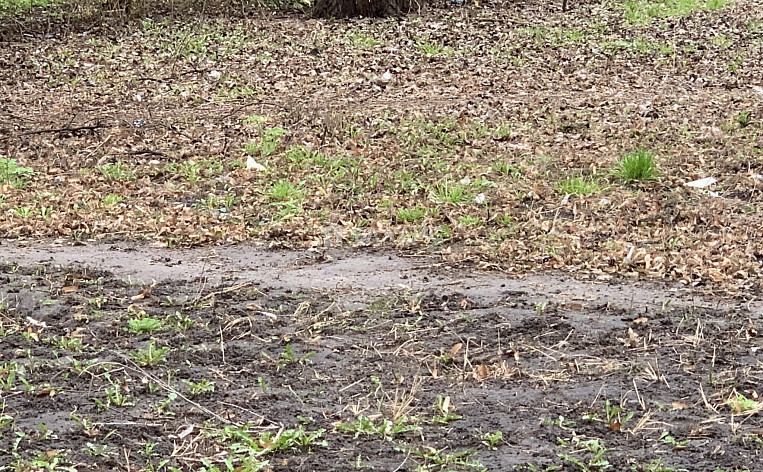 Земельный участок 8.00 соток, фото 1