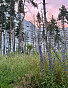 1-Комнатная квартира 41.80м², эт. 12, фото 14