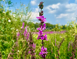 Земельный участок 80.00 соток