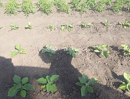 Участок 6 сотка