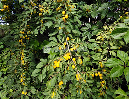 Земельный участок 6.00 соток