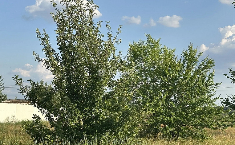 Земельный участок 6.00 соток, фото 7