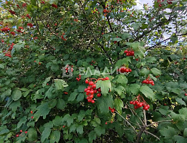 Земельный участок 6.00 соток